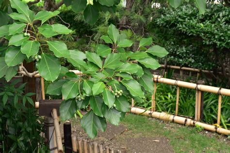 植栽 種類|庭木図鑑 植木ペディア